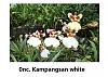 Gomcidumnia Kamphaengsan White-onc-kampang-san-white-jpg