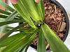 Cymbidium leaf yellowing after repot-img_9853-jpg