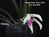 Leptotes bicolor 'Josie's Star'-leptotes-bicolor-josies-star-copy-jpg