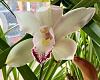 Phal and Cymbidium I.d. Please-img_5962-jpg