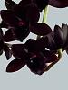 Does this qualify as a black orchid?-3061_fdk-dark-black-pearl-jpg