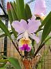 Cattleya mendelii-mendelii-1-jpg