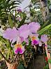 Cattleya mendelii-mendelii-may24-2-jpg