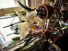Cattleya mossiae semi-alba &quot;first&quot; bloom-20240503_110857-jpg
