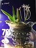 Growing my Neo in a glass vase-img_1422_-jpg