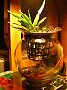 Growing my Neo in a glass vase-img_1862-jpg