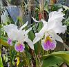 Cattleya mossiae-mossiae-4-jpg