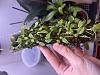 Tiny black spots on Bulbophyllum alagense-jpg