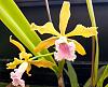 Cattleya grandis-grandis-may24-4-jpg