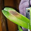 Brown spot on leaf of cattleya-20240513_132609-jpg