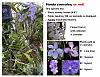 Vanda breeding: Need some guidance-coerulea-jpg