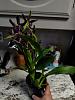 Trader Joe's Find: Zygopetalum triste-5d63a12a-d80a-48cd-9ad6-6e171bdf9b41-jpg