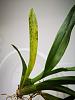 Beallara with chlorotic mottling/leaf patches-tiny_growth-jpg