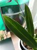 Beallara with chlorotic mottling/leaf patches-img-20240520-wa0007-jpg