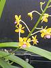 Vanda testacea-testacea-may24-2-jpg