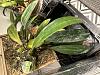 Opinions wanted:  yellow leaves on Bulbophylum Phalenopsis-img_2910-jpg