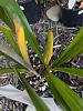 One leaf tuning yellow on a hybrid cymbidium-pxl_20240523_015524560-raw-01-cover-jpg