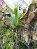 Watering/Feeding Indoor Mounted Cattleya Seedling-img_1567-jpg