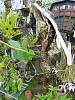 Watering/Feeding Indoor Mounted Cattleya Seedling-img_1568-jpg