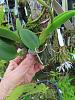 Watering/Feeding Indoor Mounted Cattleya Seedling-img_1569-jpg