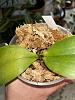 I think my phal. got crown rot help me try to save it please :(-crownrot1-jpg
