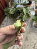 I think my phal. got crown rot help me try to save it please :(-crownrot2-jpg