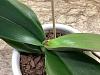 Orchid spike or root?-img_1929-jpg