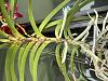 Vanda Roots and Leave-img_6745-jpg