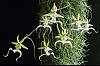 Dendrophylax Lindenii - Ghost Orchid-img_2598-jpg