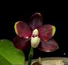 Phalaenopsis Lioulin Moon x Yaphon Dragon Maiden-liol1-jpg