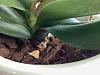 Orchid spike or root?-img_1931-jpg
