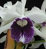 Cattleya (Laelia) purpurata 'Schusteriana' HCC/AOS-schusteriana-3-jpg