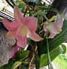 Dendrobium Pink Nagarindra-img_20240530_091438-downsized-jpg