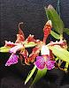 Cattleya schilleriana-schilleriana-may24-6-jpg