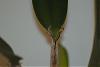 Cattleya Spike/Inflorescence Question-catt_old_pbulb-jpg