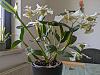 Dendrobium normanbyense x rhodostrictum (aka Nora Tokunaga) in bloom-pxl_20240529_110418760-jpg