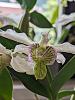Dendrobium normanbyense x rhodostrictum (aka Nora Tokunaga) in bloom-pxl_20240529_110356911-jpg
