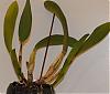 Cattleya Spike/Inflorescence Question-catt_new_growths-jpg