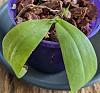 What's up with this Phal?-pxl_20240531_004302617-3-jpg