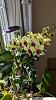 Dendrobium Banana chocolate flowering-pxl_20231029_114041369-jpg