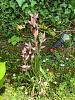 A Surprise Serapias Sprout in the Garden-bf583f5d-79e7-4986-ab44-8bc49c1a1e7b-jpg