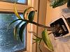 Dendrobium Losing Leaves, but has new growth-img_8100-jpg