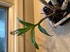 Dendrobium Losing Leaves, but has new growth-img_8101-jpg