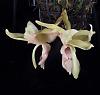 Stanhopea tigrina f. albescens-stan-tigrina-albescens-1-jpg