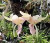 Stanhopea tigrina f. albescens-stan-tigrina-albescens-3-jpg