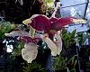 Stanhopea tigrina f. albescens-stan-tigrina-nigroviolacea-typical-jpg