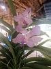 Vanda 'Supreme Blue Fragrance'-img_20240609_082043-resized-jpg