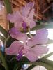 Vanda 'Supreme Blue Fragrance'-img_20240609_082045-resized-jpg