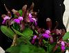 Cattleya  tigrina  'Sanbar Giant '-tig1-jpg