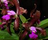 Cattleya  tigrina  'Sanbar Giant '-tig3-jpg